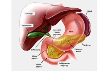 Karaciger Safra Kesesi Pankreas Dalak Hastaliklari